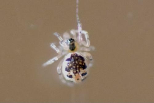 Réf. 354 218 : Sardinidion blackwalli